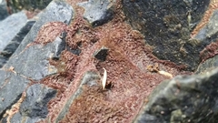 Rhodochorton purpureum