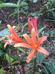 Lycoris
