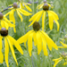 Grey-headed Coneflower - Photo (c) Frank Mayfield, some rights reserved (CC BY-SA)