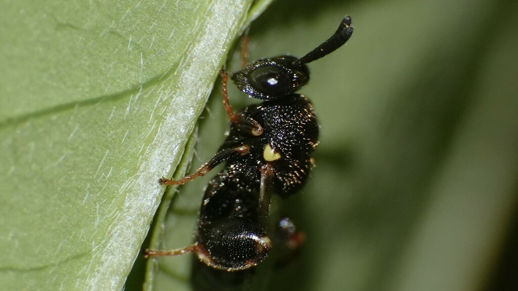 Brachymeria porthetrialis