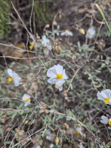 Helianthemum almeriense (Helianthemum almeriense)