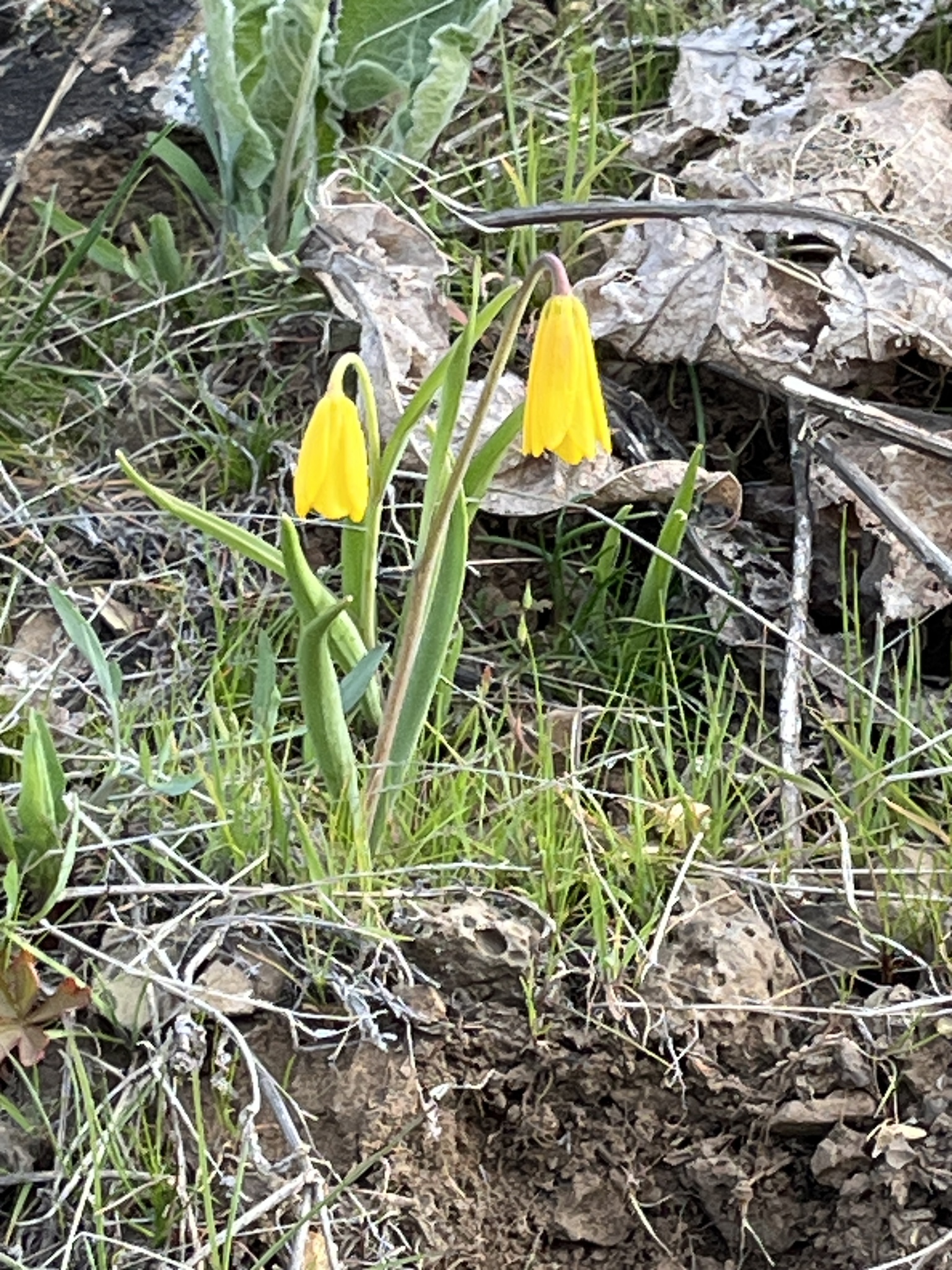 Imagem de Fritillaria pudica não possui um nome popular amplamente reconhecido no Brasil