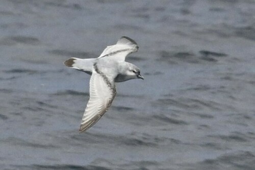 Fulmar Prion (Pachyptila crassirostris), photo 2
