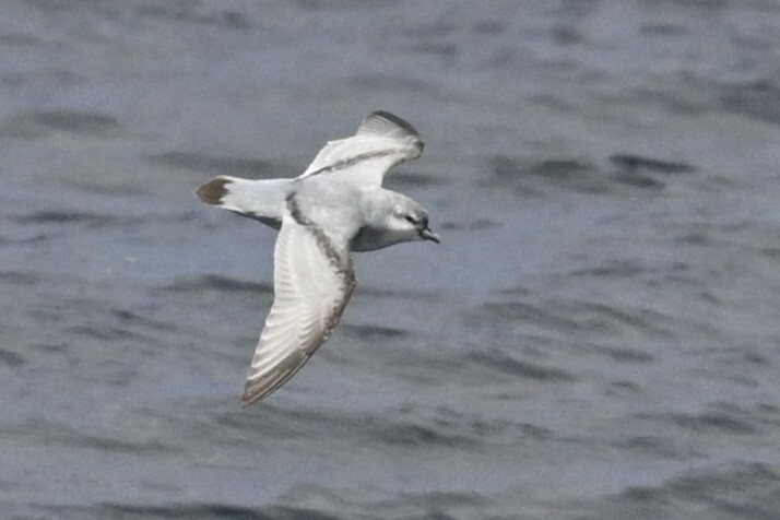 Fulmar Prion (Pachyptila crassirostris), photo 2