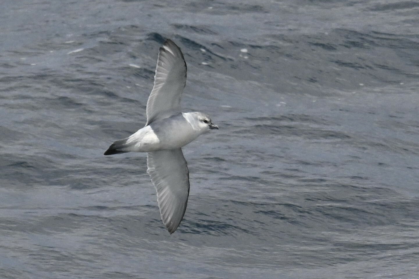 Fulmar Prion (Pachyptila crassirostris), photo 1