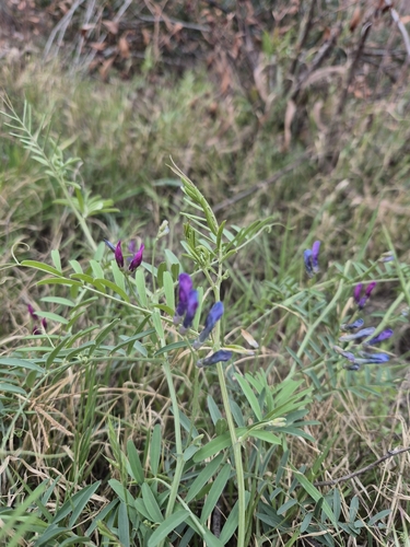 Image of Vicia monantha by (c) Christoph Moning, some rights reserved (CC BY)