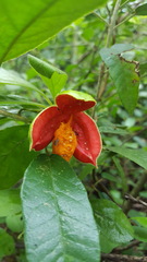 Casearia yucatanensis