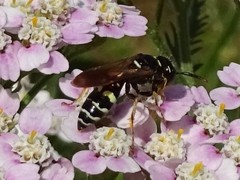 Philanthus bilunatus