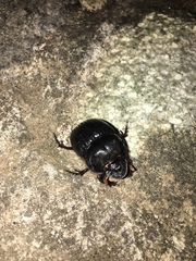 Dichotomius carolinus