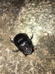 Dichotomius carolinus