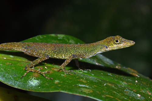 Carpenter Anole