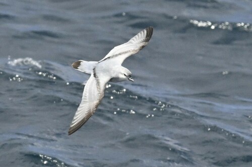 Fulmar Prion (Pachyptila crassirostris), photo 6