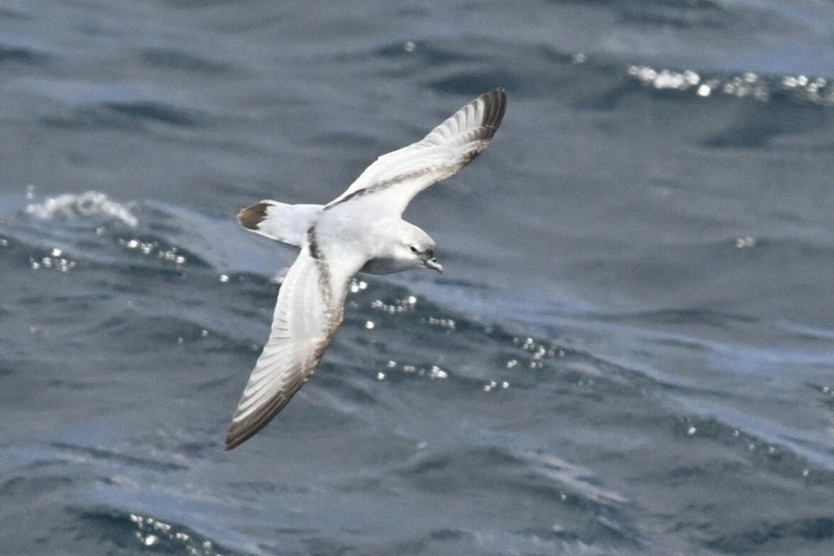 Fulmar Prion (Pachyptila crassirostris), photo 5