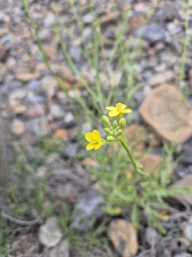 Diplotaxis harra (Diplotaxis harra)