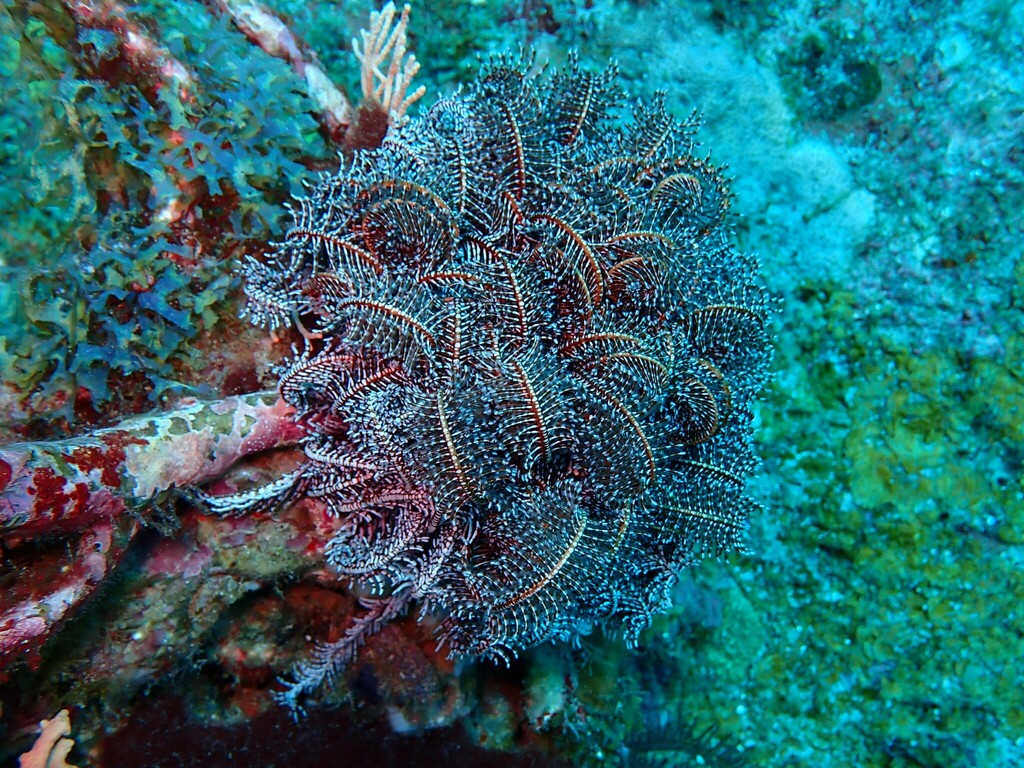 Comaster Comaster from Mueang Phuket District, Phuket, Thailand on February 11 ...