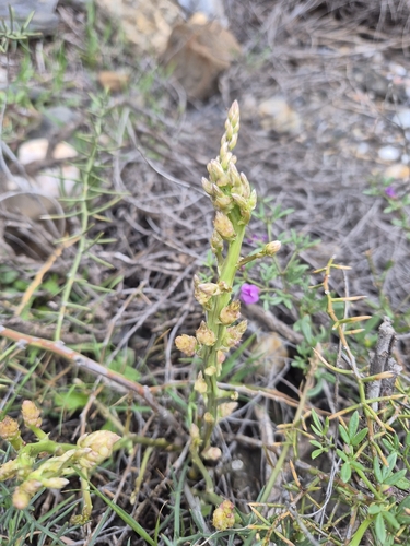 Asparagus Gall Midge