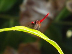 Nannophya pygmaea