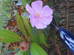 Melastoma sanguineum