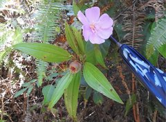 Melastoma sanguineum