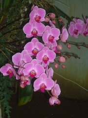 Orchidaceae