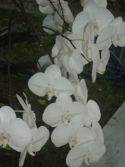 Orchidaceae