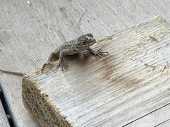 Sceloporus occidentalis
