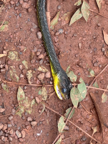 South American Sipo