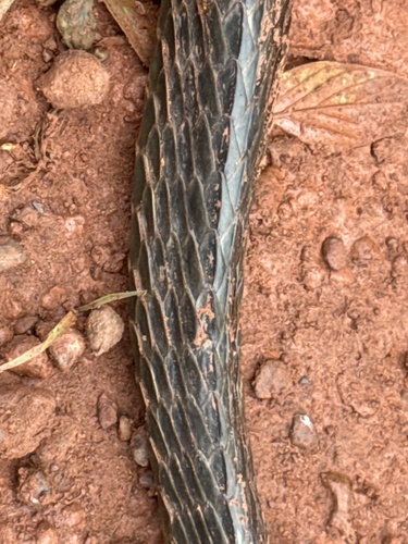 South American Sipo