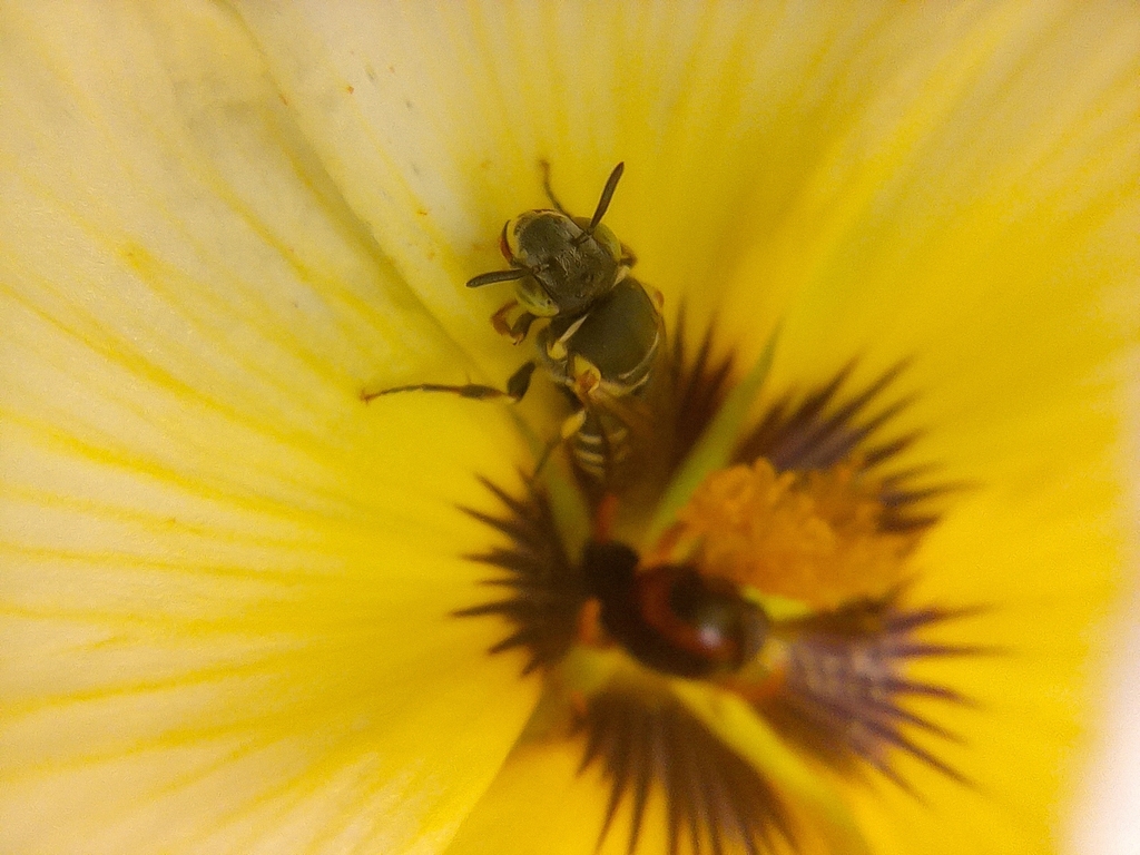 Protomeliturga turnerae