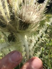 Cirsium scariosum
