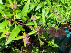 Decodon verticillatus