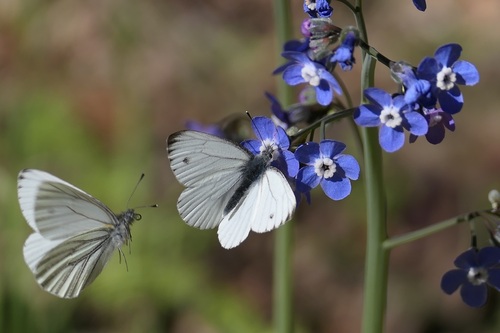Margined White photo 3