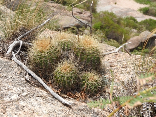 Image of Acanthocalycium spiniflorum by no rights reserved