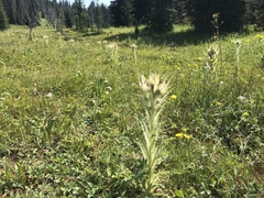 Cirsium scariosum