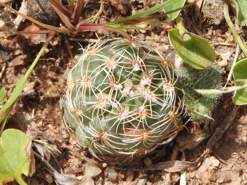 Gymnocalycium bruchii