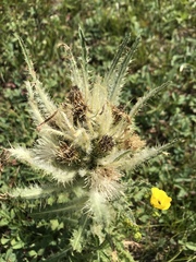 Cirsium scariosum