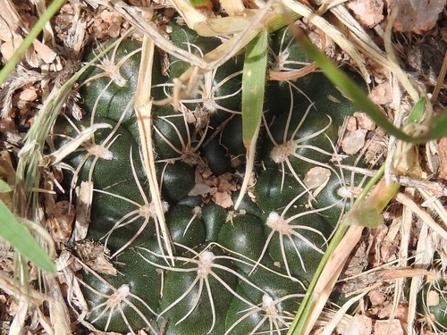 Gymnocalycium calochlorum
