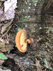 Buchwaldoboletus lignicola