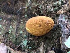 Buchwaldoboletus lignicola