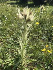 Cirsium scariosum