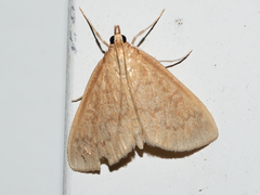 Framinghamia helvalis