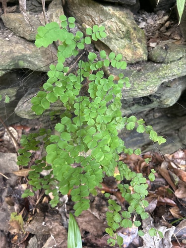 Fragile maidenhair (Adiantum fragile)