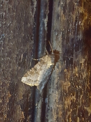 Trichordestra legitima