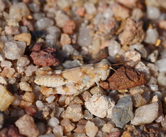 Sphingonotus erythropterus