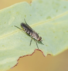Anabarhynchus striatifrons