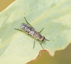Anabarhynchus striatifrons