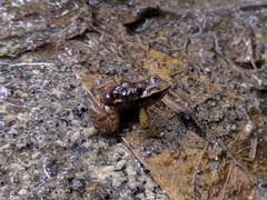 Colostethus ruthveni