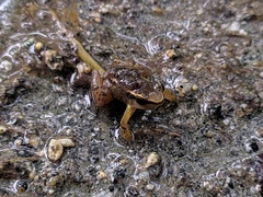 Colostethus ruthveni