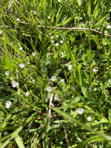 iNaturalist observation photo of adobe popcornflower