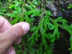 Colostethus ruthveni